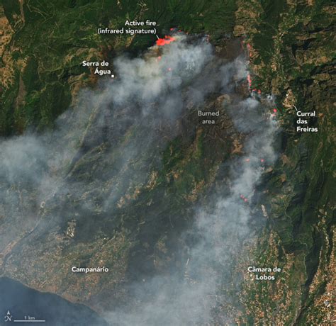 Los incendios en Madeira amenazan a la población global del .